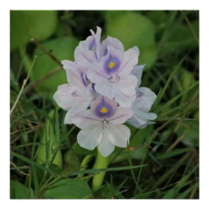 Blühende Wasserhyazinthe - Tropische Wasserblume  Poster