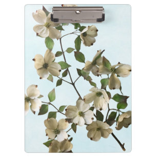 Blühende weiße Dogwood-Blume Klemmbrett