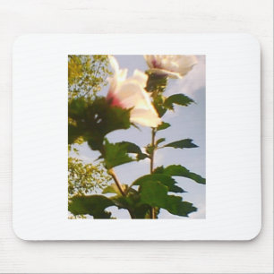 Blühende Weiße Rose im blauen Himmel Mousepad