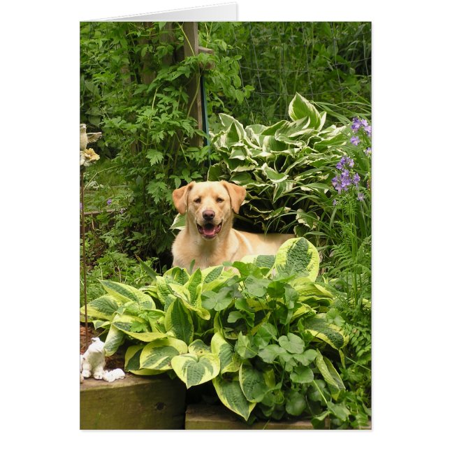 Blühende Welpen (Vorne)