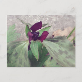 blühende Wildblume Postkarte