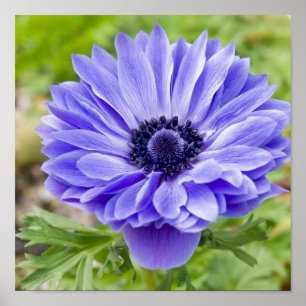 Blühender Aster-Druck Poster