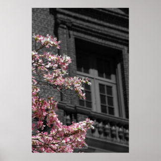 blühender Balkon Poster