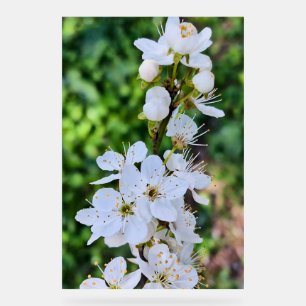 Blühender Baum im Frühling Rumänien – Blütenfotogr Acrylschild