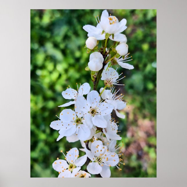 Blühender Baum im Frühling Rumänien – Blütenfotogr Poster (Vorne)