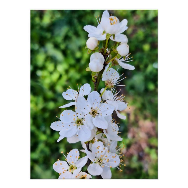 Blühender Baum im Frühling Rumänien – Blütenfotogr Poster (Vorderseite)