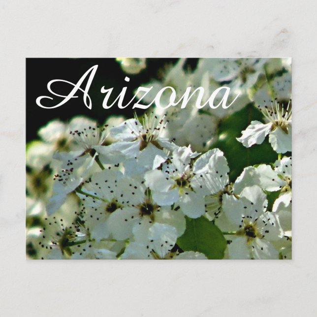 Blühender Birnbaum, Arizona Postkarte (Vorderseite)