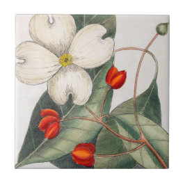 Blühender Dogwood Tree, Vintage Blume Fliese
