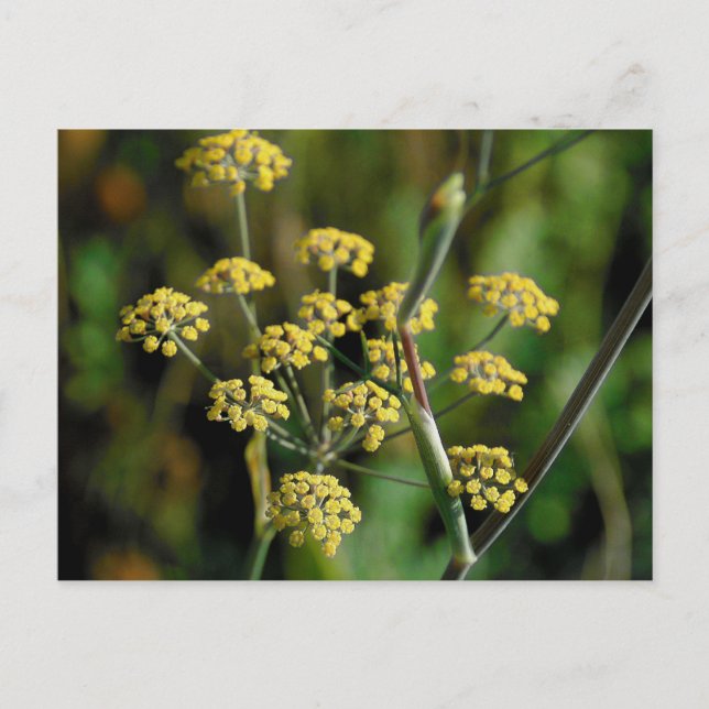 blühender Fennel Postkarte (Vorderseite)