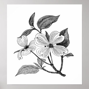 Blühender Hartriegel Poster