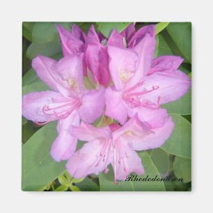 Blühender Rhododendronbusch Magnet