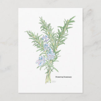 Blühender Rosmarin Postkarte
