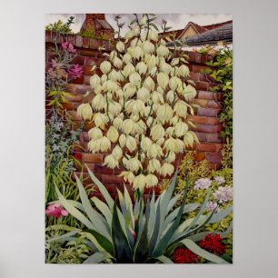 Blühender Yucca Poster