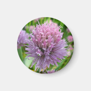 Blühendes Chives Magnet