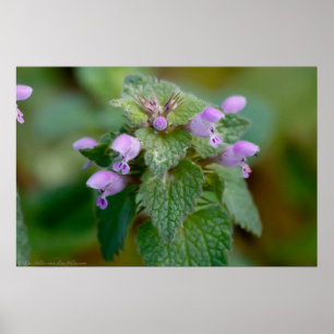 Blühendes Deadnettle-Wildblume-Poster Poster