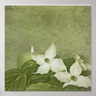 blühendes Dogwood Poster