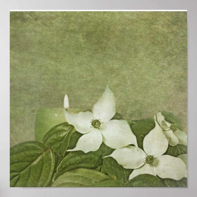 blühendes Dogwood Poster (Vorne)