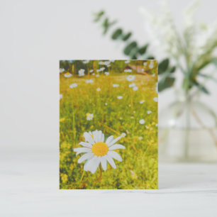 Blühendes skandinavisches Sommerfeld  Postkarte