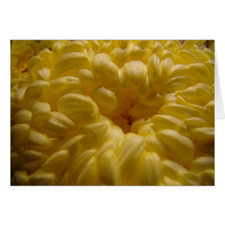 Blume