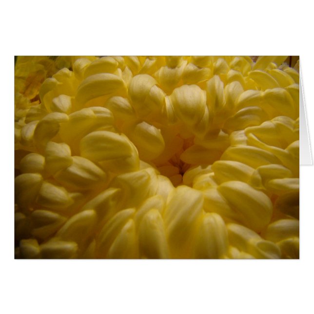 Blume (Vorderseite (Horizontal))