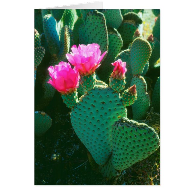 Blume (Vorne)