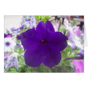 Blume