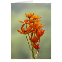 Blume