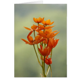 Blume