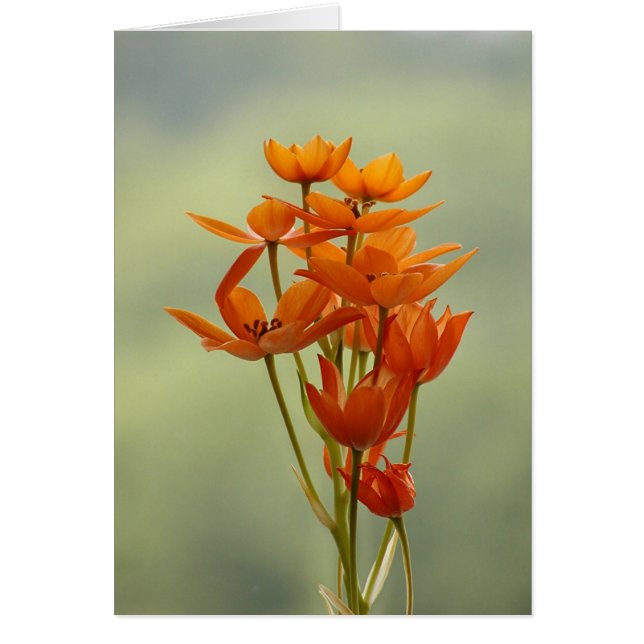 Blume (Vorne)