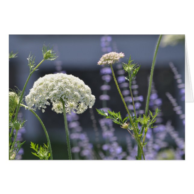 Blume (Vorderseite (Horizontal))