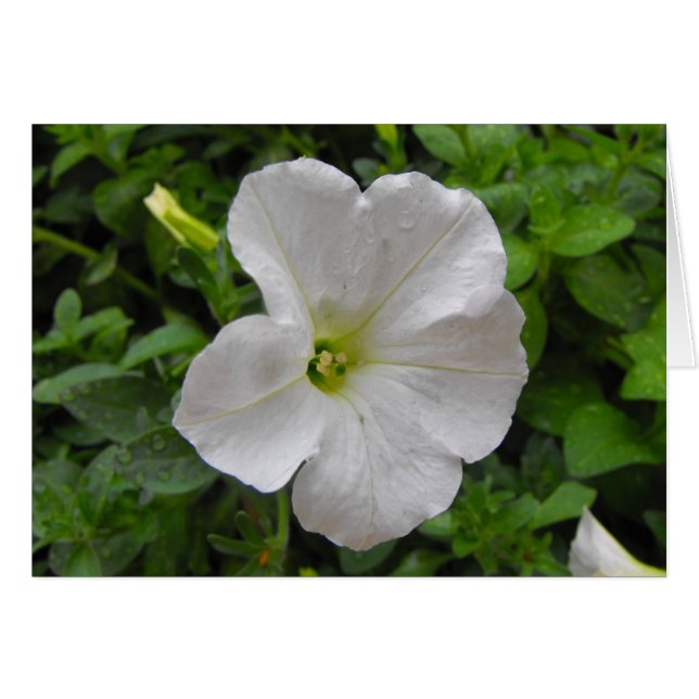 Blume (Vorderseite (Horizontal))