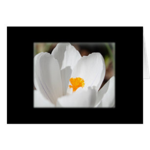 Blume