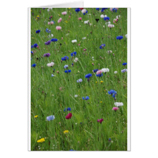 Blume