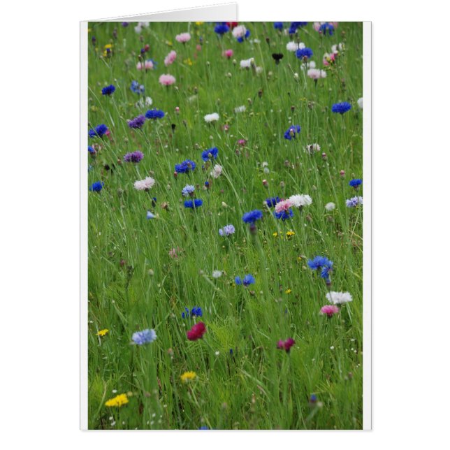 Blume (Vorne)