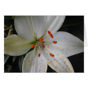 Blume