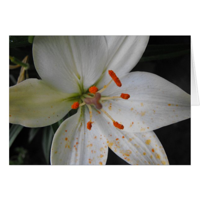 Blume (Vorderseite (Horizontal))