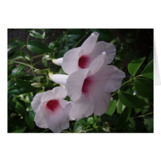 Blume