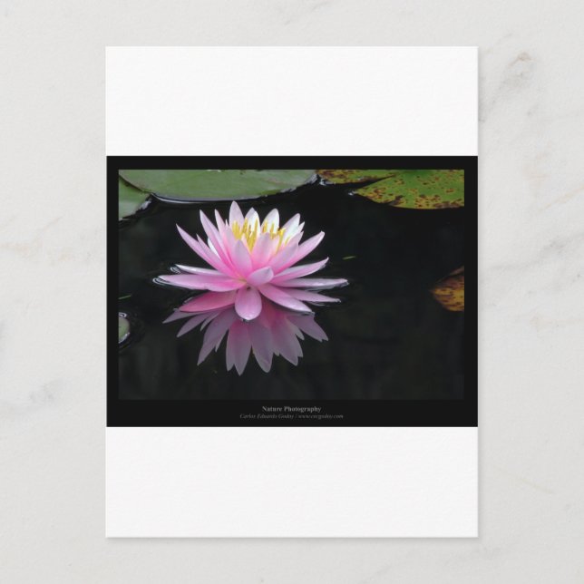 Blume 017 Pink Water Lily Postkarte (Vorderseite)
