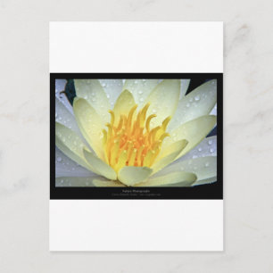 Blume 061 Weißwasserlilie Postkarte