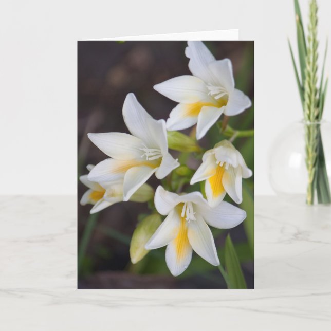 Blume #1668 karte (Vorderseite)