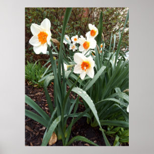 Blume 1 Poster