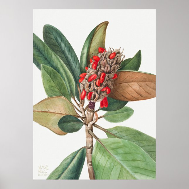 BLUME 2 POSTER (Vorne)