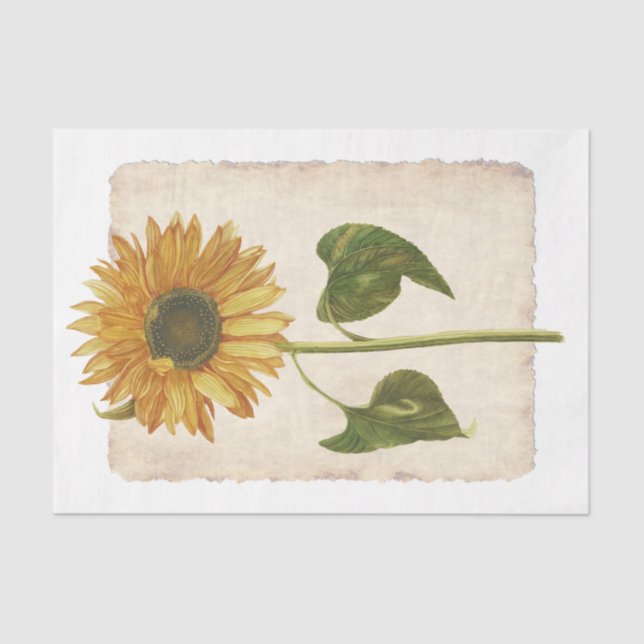 Blume 34 Dekopulationspapier Seidenpapier (Vorderseite)