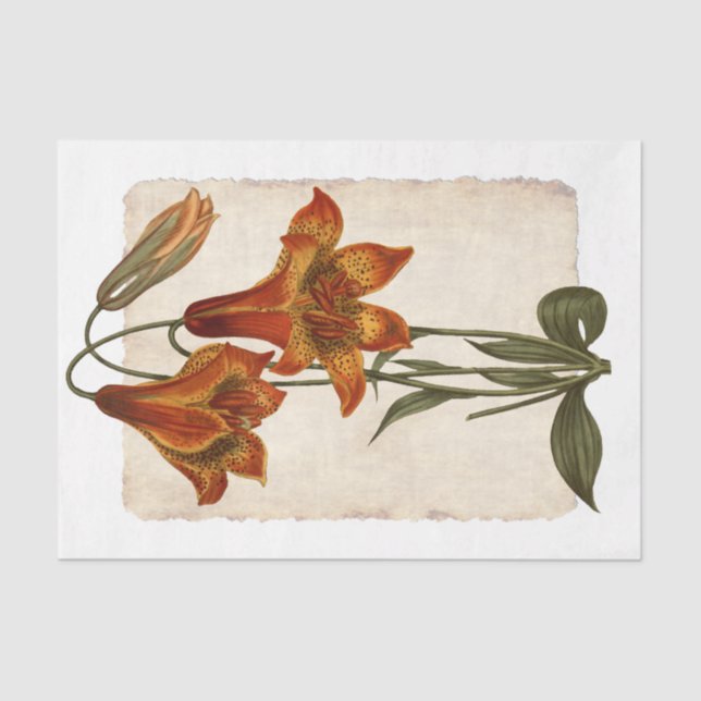 Blume 43 Tiger Lily Decoupage Tissue Seidenpapier (Vorderseite)
