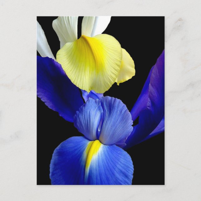 Blume 4b postkarte (Vorderseite)