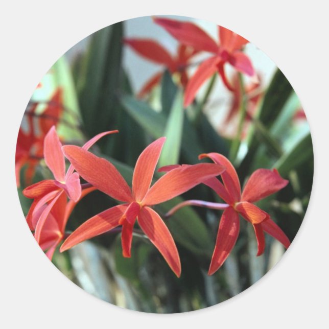 Blume 99 runder aufkleber (Vorderseite)