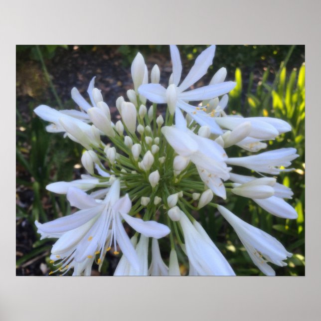 Blume Agapanthus Poster (Vorne)
