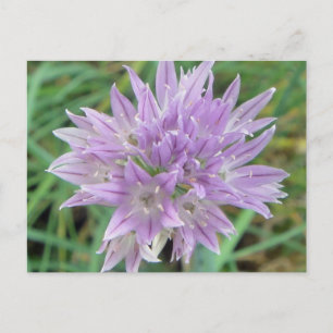 Blume Allium Schoenoprasum Postkarte