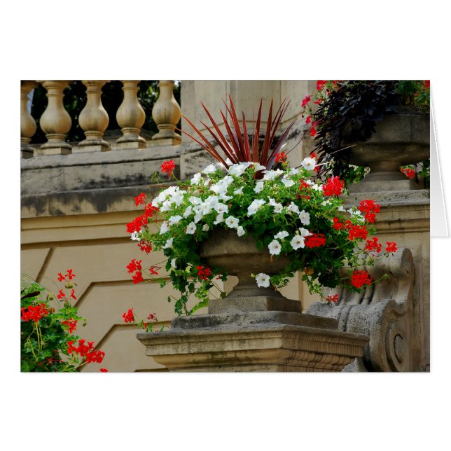 Blume am Hauptplatz (Vorderseite (Horizontal))