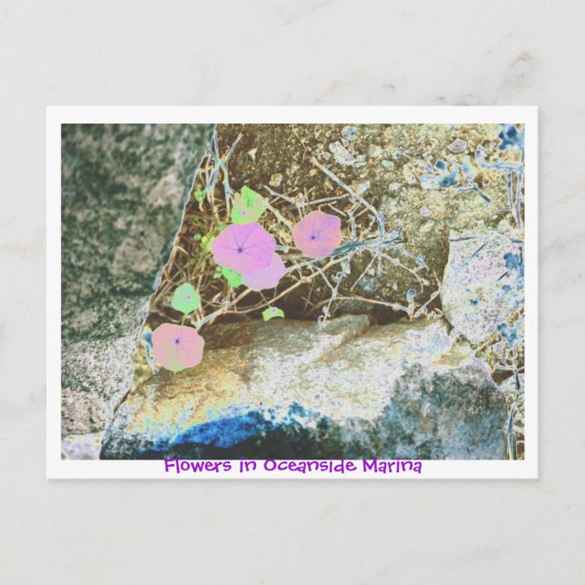 Blume am Ozeanhafen Postkarte (Vorderseite)